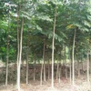 供應(yīng)福建黃山欒樹(shù) 低價(jià)處理