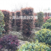 大量供應(yīng)紅葉石楠柱子