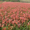 河南石楠種植基地,石楠大量低價供應