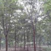 無患子 合歡 重陽木 紫薇供應/無患子 合歡 重陽木 紫薇圖片
