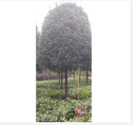 湖南精品丹桂種植基地 丹桂批發價