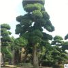 湖南苗圃基地造型羅漢松胸徑8-25cm 庭院綠化風(fēng)景樹造型羅漢松