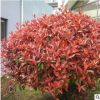 基地直銷紅葉石楠球 工程綠化苗 紅葉石楠小苗 規(guī)格齊全量大優(yōu)惠