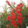 基地直銷紫薇 百日紅 紅花紫薇 美國紅火箭 叢生紫薇園林綠化苗木