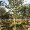 批發(fā)樸樹樹苗 基地直供 綠化苗木 工程綠化苗基地 規(guī)格全量大優(yōu)惠