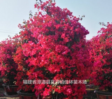 福建三角梅 各種三角梅