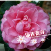 沐春花卉--供應七仙女 一株多色 傳統名花 4年苗 40-45高多枝條