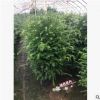 供應綠化苗木 南方紅豆杉苗 規格齊全60-70cm高 3年苗 35-45冠幅