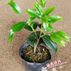 有香味花卉 葉子魚尾形紅色茶花品種苗/年年有魚 20-25CM高多枝條
