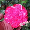 精品茶花盆栽 鴛鴦鳳冠 茶花扦插苗 3年苗 30-35高多枝條