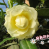 沐春花卉-山茶花小苗 黃色茶花名貴茶花品種正黃旗 35-45高多枝條