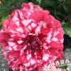 紅葉貝拉/紫貝拉/黑貝拉--珍貴茶花苗 精品茶花 杯苗高10-20公分