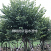供應宮粉紫荊
