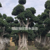 供應造型小葉榕