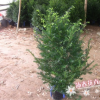 供應綠化苗木 南方紅豆杉苗 規格齊全 70-85高 5年苗 量大從優
