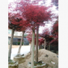 嫁接紅楓 園林綠化苗 地徑10-13公分 高桿紅楓