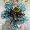 沐春花卉--批發觀葉水培小盆栽玫瑰竹芋 紅美麗竹芋 室內觀葉植物