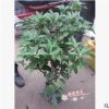 沐春花卉--盆栽桂花 當年開花 株型勻稱 月桂年桂丹桂 45-50盆