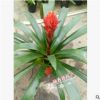 沐春花卉--供應鳳梨 火炬 優質室內盆栽 量大從優 保證質量