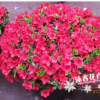 批發直銷比利時西洋杜鵑花 盆景鐵紅杜鵑花 杜鵑苗45-50冠幅26杯