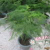 自產自銷 批發盆栽花卉文竹 辦公室植物 文竹小苗 黃金竹 羅尾竹