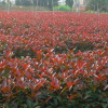 四川紅葉石楠行情報價/四川紅葉石楠圖片展示