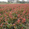 浙江紅葉石楠哪里好/哪家便宜
