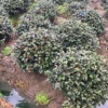 大小規格茶梅球基地