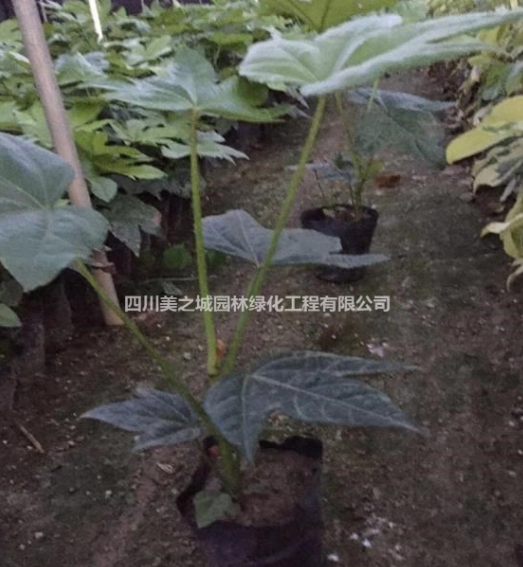四川成都溫江低價出售八角金盤