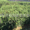 產地直供綠化苗法國冬青 珊瑚樹苗綠籬高0.8-1.8米