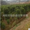 基地批發法國冬青柱 園林工程綠化苗木 行道籬笆墻四季常青冬青柱