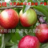 批發油桃樹苗 油桃 果苗 南方種植 果園