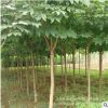 基地直銷綠化工程苗木七葉樹苗 七葉樹小苗花卉 園林綠化行道樹