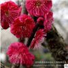 直銷庭院觀賞花卉 紅梅苗 造型盆景苗木 耐寒梅花樹苗 規格全