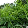 批發無患子 無患子樹苗園林工程綠化 行道綠化環境 規格全