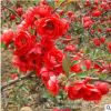 貼梗海棠樹苗直銷 庭院觀花綠化工程苗 貼梗海棠苗 紅花海棠