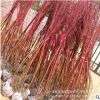 批發(fā)工程園林綠化苗 叢生紅瑞木樹苗 庭院綠植紅瑞木小苗