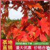 苗圃直銷美國紅楓樹苗批發(fā)紅楓小苗批發(fā)秋火焰成活高易栽培價格優(yōu)