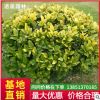 四季常青樹苗 綠化專用女貞 黃葉樹苗 規(guī)格全 金葉女貞小苗