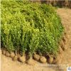 基地批發(fā)黃楊苗花卉 綠化園林黃楊小苗 小葉瓜子黃楊苗 綠籬灌木