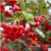 基地供應火棘 火棘綠化苗庭院綠植籬笆圍墻綠籬火棘苗園林工程綠