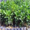 基地直銷綠化苗木海桐 庭院園林海桐球小苗盆栽地栽綠植四季常青