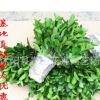 批發(fā)冬青樹(shù)苗 四季常青 冬青小苗10-80公分工程綠化苗木批發(fā)