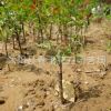 基地大量特供 綠梅苗 各種工程用苗 綠化植物低價(jià)大量批發(fā)
