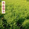 龍柏樹(shù)苗批發(fā) 龍柏苗 小龍柏 規(guī)格齊全四季常青綠化植物工程綠化