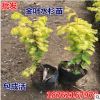 批發基地直銷 金葉水杉樹苗 落羽杉小苗 黃葉南北方種植風景樹