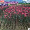 批發 紅花紫薇樹苗 美國紅葉紫薇苗 紅火箭紫薇小苗 紅火球 庭院