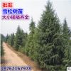 批發雪松 雪松樹苗 雪松苗 雪松小苗 寶塔松 印度雪松 喜馬拉雅