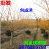 出售黃金槐樹苗 嫁接黃金槐 金絲槐 金枝槐枝如黃金色 工程苗木