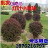 批發(fā)紅葉小檗球 供應紅葉小檗盆栽球 金品球 紫葉小波基地直銷